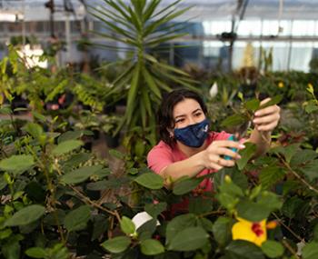 A masked person tending to plants.